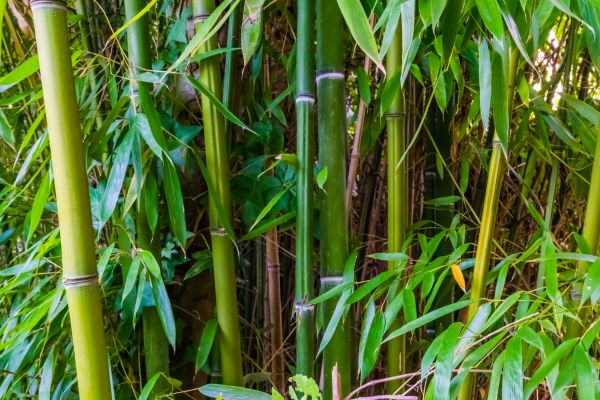 Cost of Bamboo Trimming in South Jordan