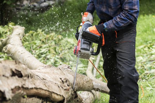 Cost of Branch Removal Service in South Jordan