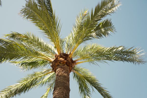 Palm Tree Pruning in South Jordan