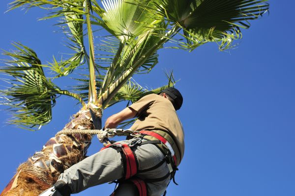 Palm Tree Trimming in South Jordan