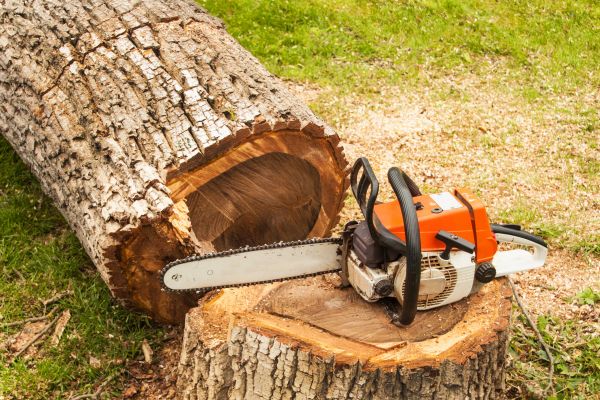 Tree Cutting Service in South Jordan