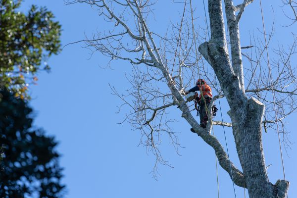 Cost of Tree Topping Service in South Jordan