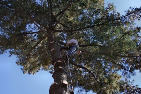 Cost of Trimming Service in South Jordan
