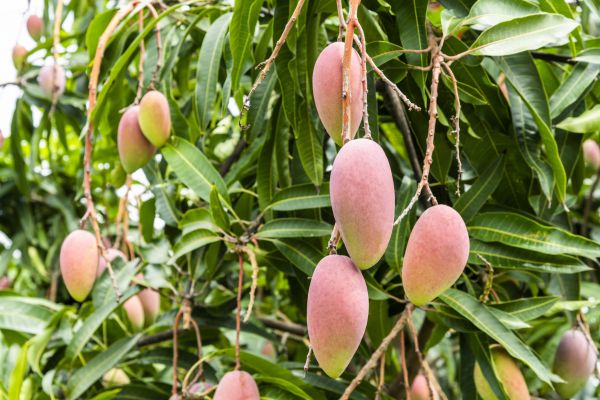 Cost of Mango Tree Trimming in South Jordan
