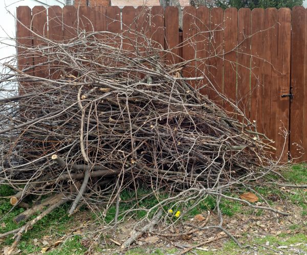 Dead Branch Removal in South Jordan
