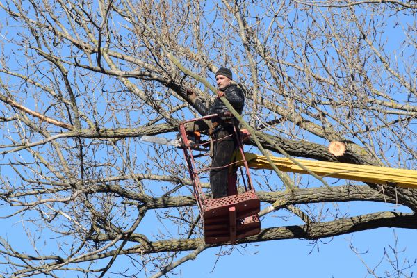 Emergency Tree Trimming in South Jordan