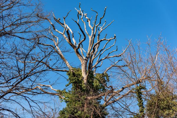 Deadwood Removal in South Jordan