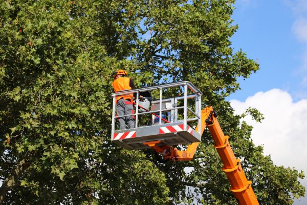 Commercial Tree Service in South Jordan