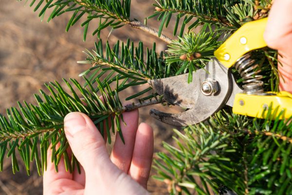 Pine Tree Pruning in South Jordan