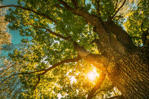 Oak Tree Pruning in South Jordan