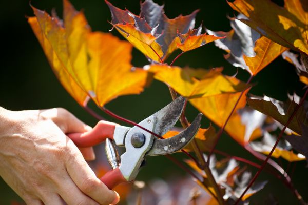 Maple Tree Pruning in South Jordan