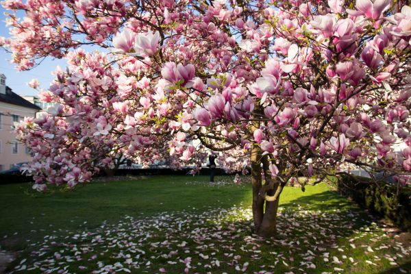 Cost of Magnolia Tree Pruning in South Jordan