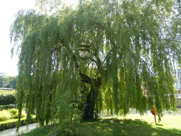 Cost of Willow Tree Trimming in South Jordan