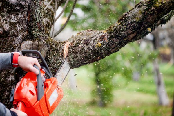 Tree Limbs Removal in South Jordan