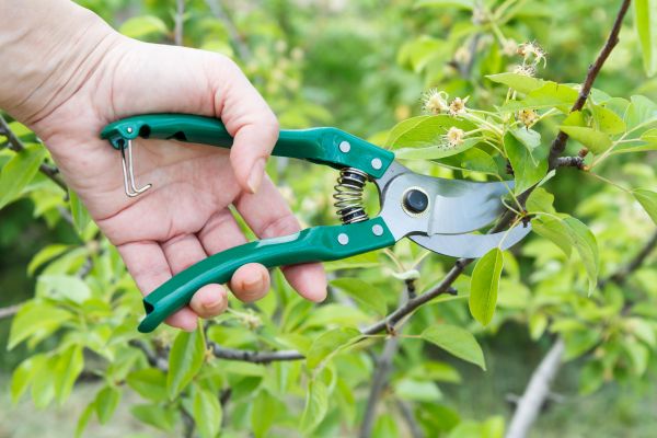 Pear Tree Pruning in South Jordan