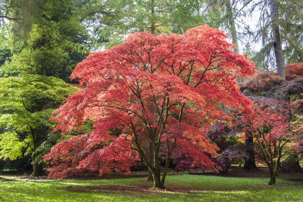 Japanese Maple Pruning in South Jordan