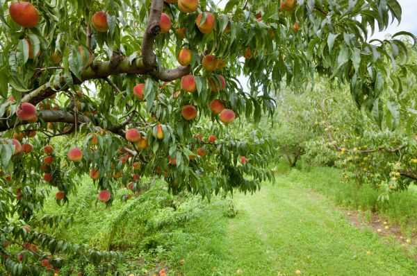 Peach Tree Pruning in South Jordan