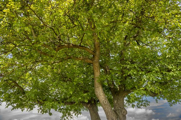 Cost of Walnut Tree Trimming in South Jordan
