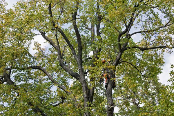 Cost of Tree Crown Shaping in South Jordan