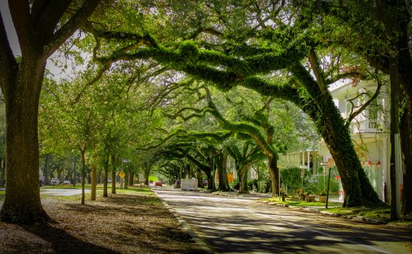 Cost of Tree Canopy Thinning in South Jordan