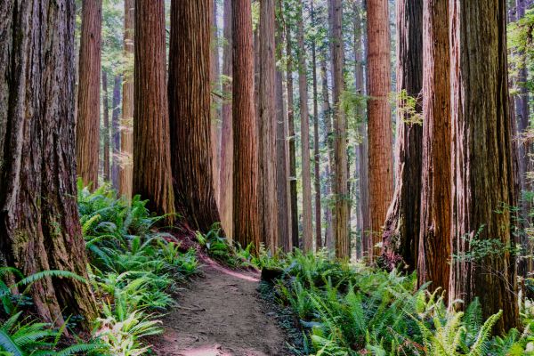 Cost of Redwood Tree Trimming in South Jordan