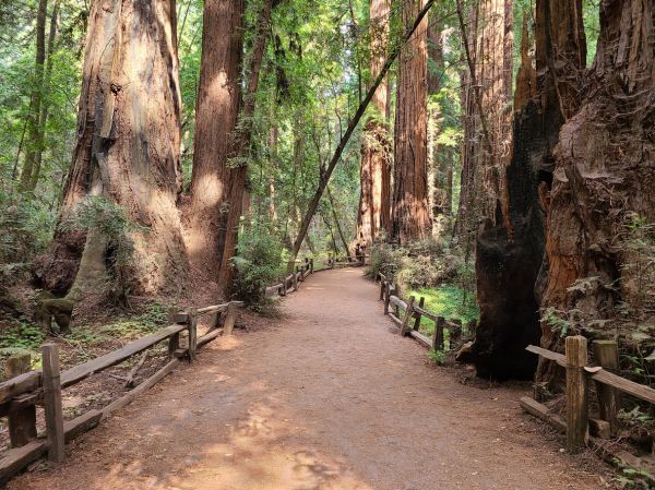 Cost of Redwood Tree Pruning in South Jordan