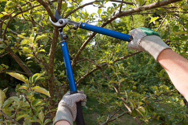Cost of Residential Tree Pruning in South Jordan