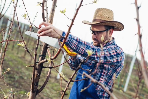 Orchard Tree Pruning in South Jordan