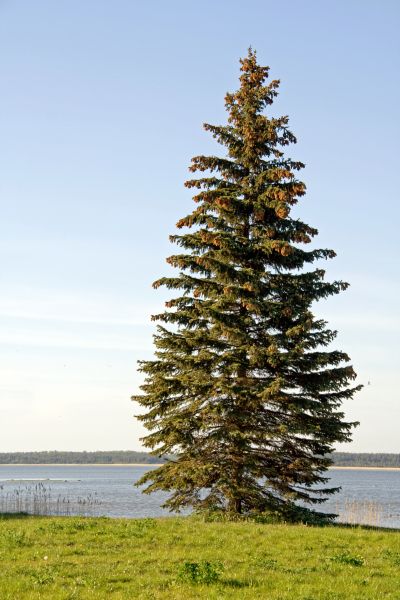 Cost of Spruce Tree Pruning in South Jordan