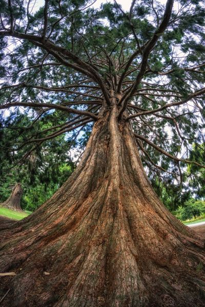 Cost of Cedar Tree Pruning in South Jordan