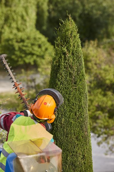 Cost of Cypress Tree Trimming in South Jordan