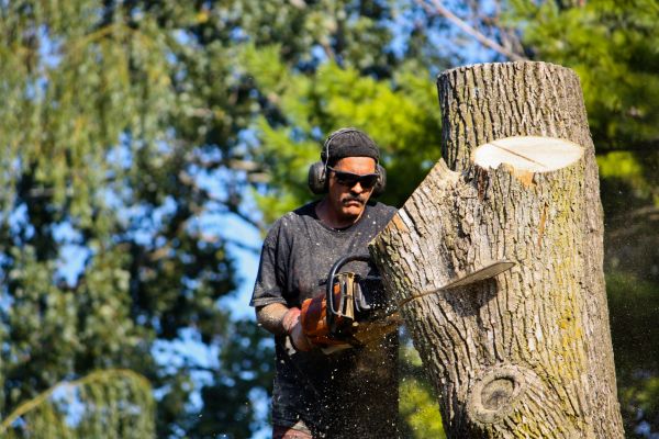 Cost of Ash Tree Pruning in South Jordan