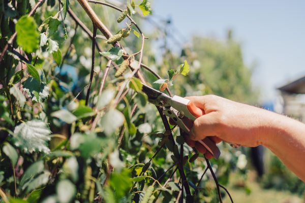 Cost of Birch Tree Pruning in South Jordan