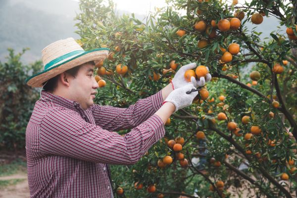 Cost of Orange Tree Pruning in South Jordan