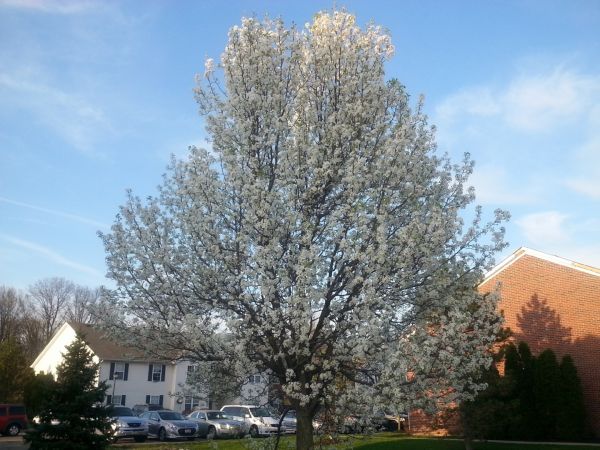 Cost of Bradford Pear Tree Pruning in South Jordan