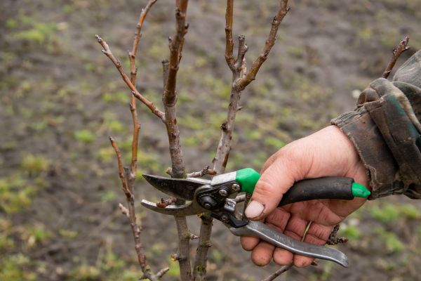 Pear Trees Pruning in South Jordan