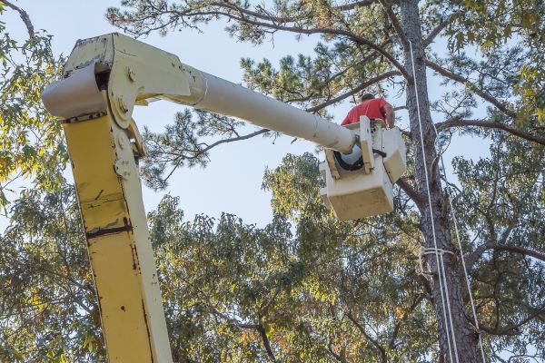 Limbs Trimming in South Jordan