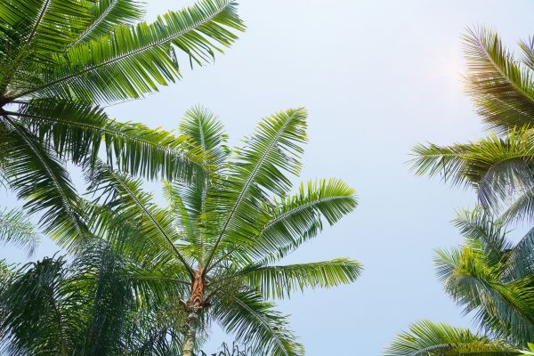 Queen Palm Tree Trimming in South Jordan