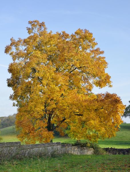 Hickory Tree Trimming in South Jordan