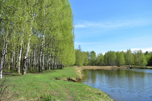 Cost of River Birch Pruning in South Jordan