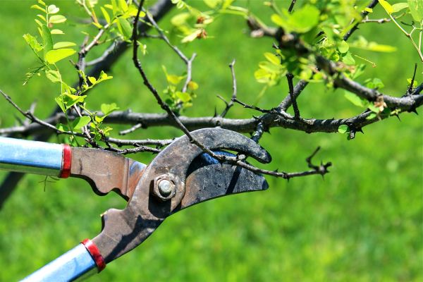 Cost of Branches Pruning in South Jordan