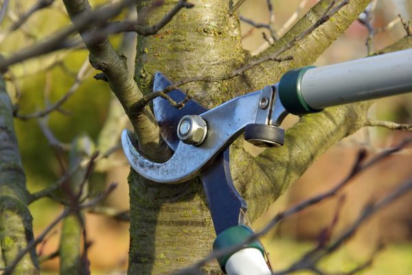 Cost of Tree Limb Trimming Service in South Jordan