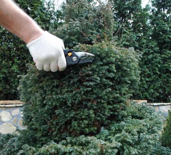 Cost of Ornamental Tree Trimming in South Jordan
