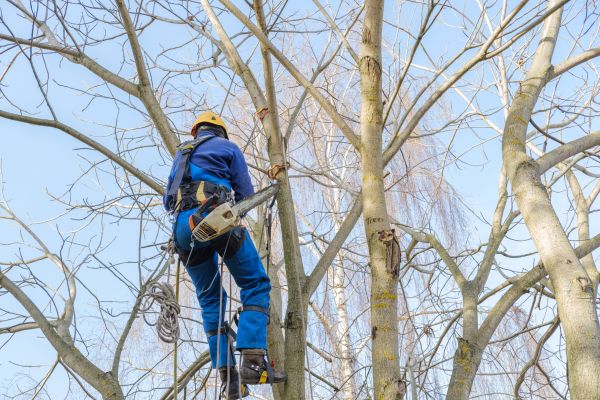 Large Tree Trimming in South Jordan