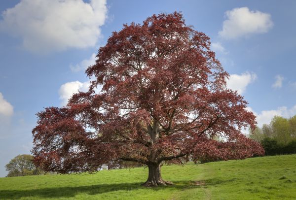 Beech Tree Pruning in South Jordan