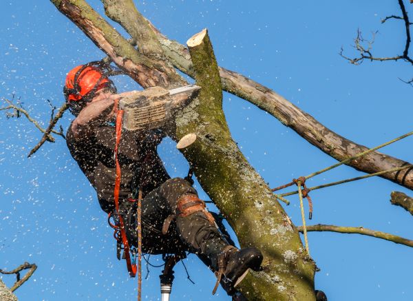 Tree Trimming Service in South Jordan