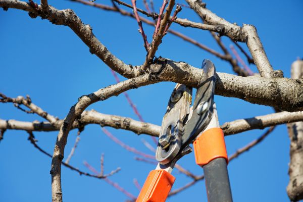 Tree Pruning in South Jordan