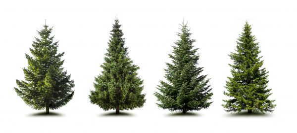 Cost of Pine Tree Trimming in South Jordan