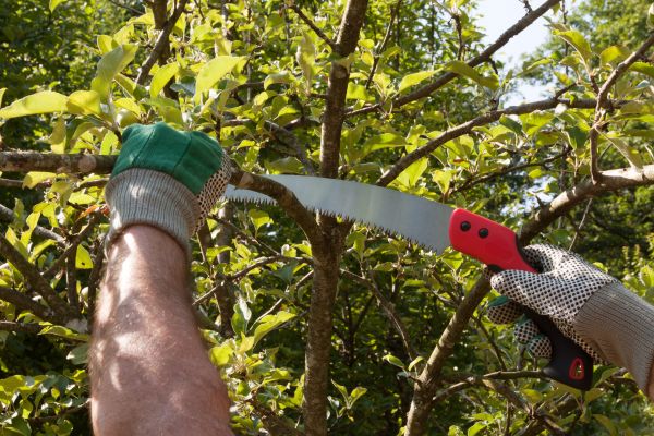 Apple Tree Trimming in South Jordan