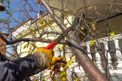 Tree Pruning detail